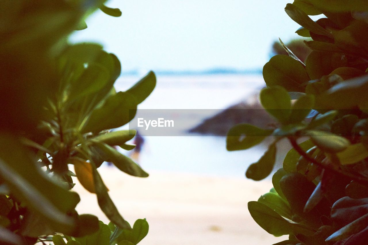 Close-up of plants growing at beach