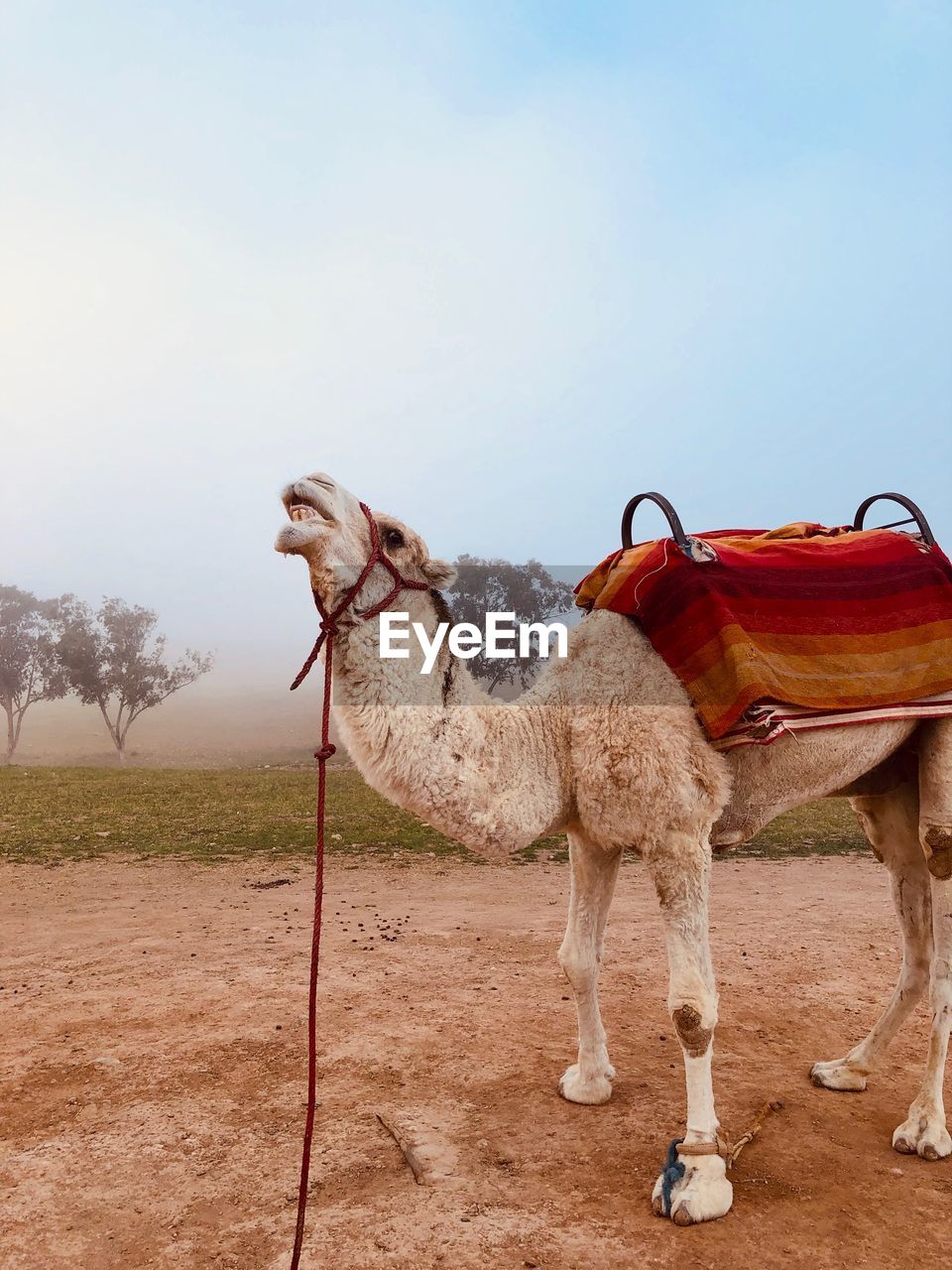 HORSE STANDING ON A FIELD