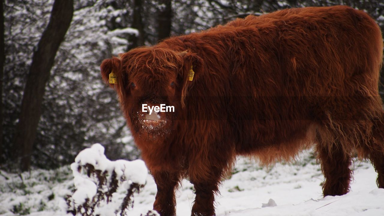 Close-up of highland cattle on field during winter