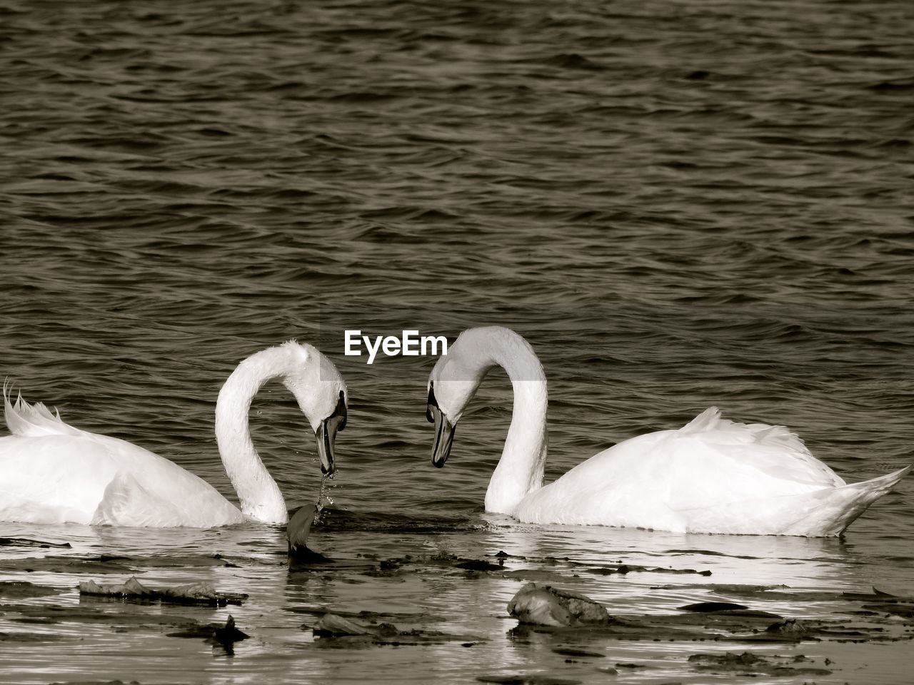 Swans swimming in lake