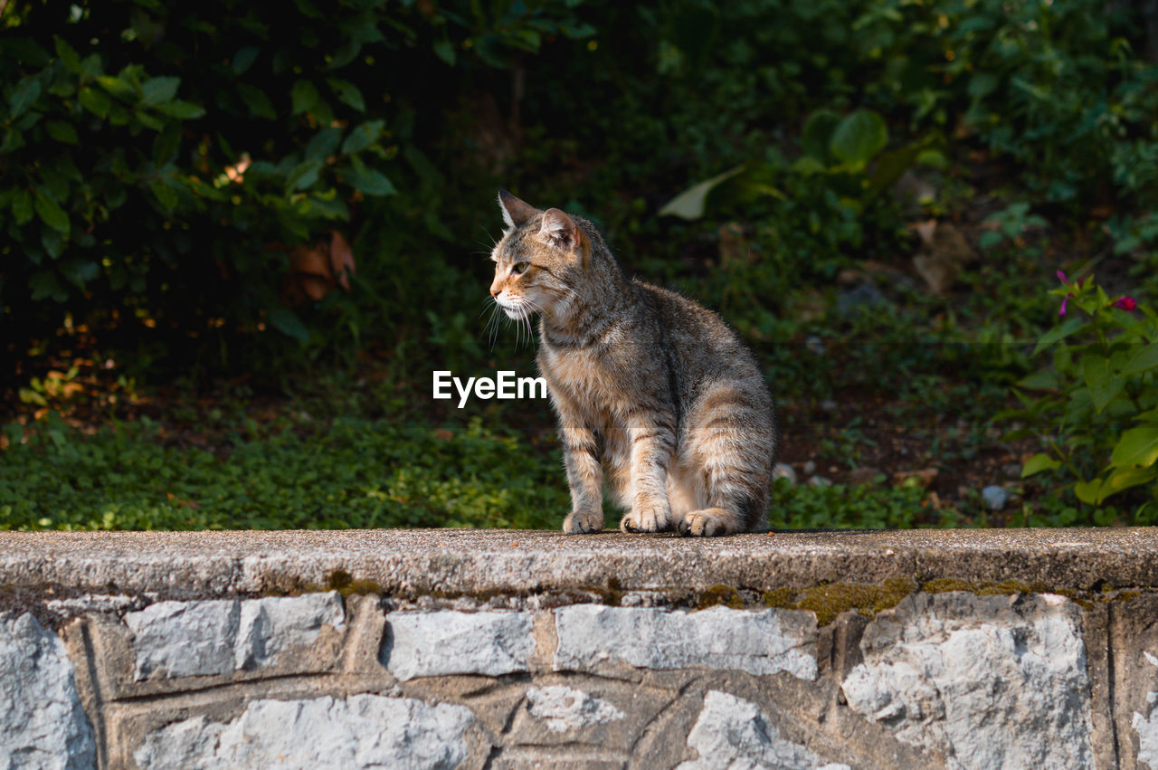 close-up of cat sitting on retaining wall