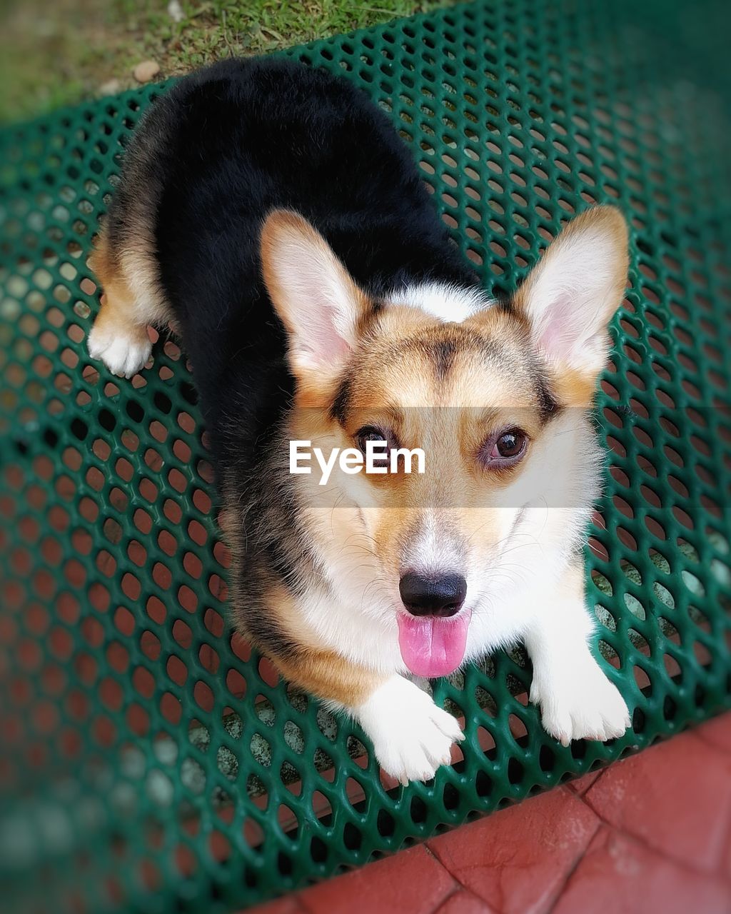 HIGH ANGLE PORTRAIT OF DOG LOOKING AT CAMERA