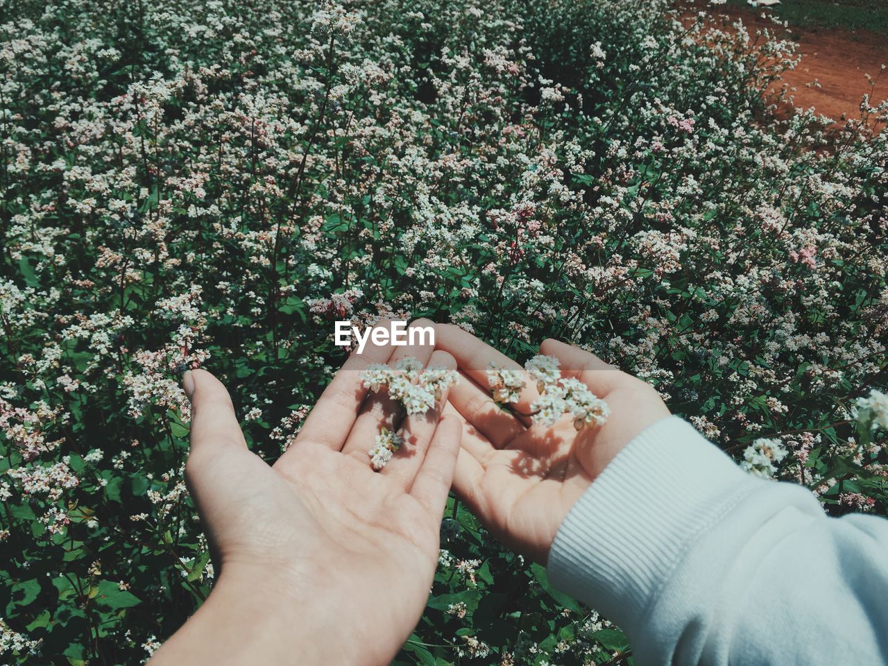 Cropped hands holding flowering plants