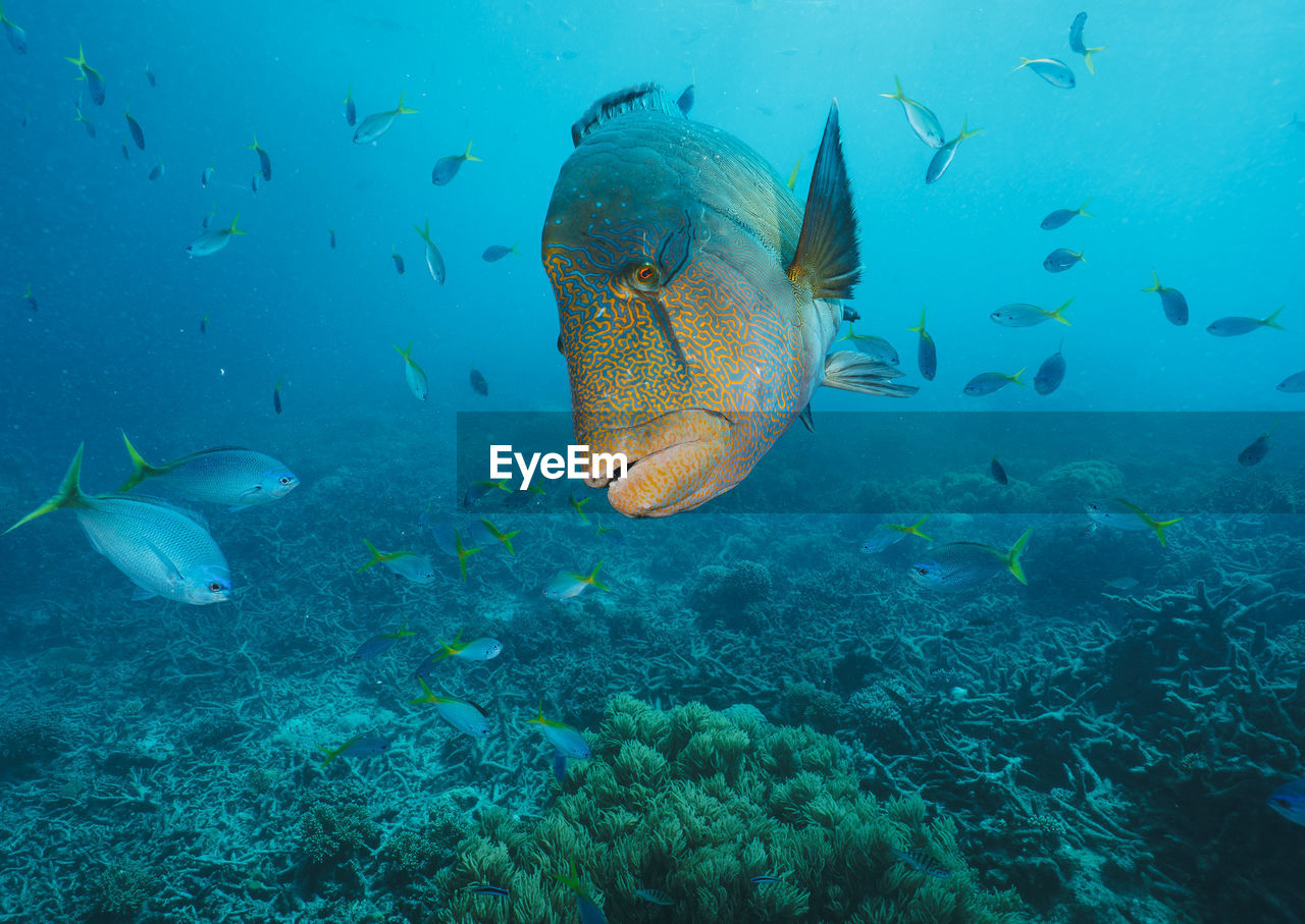 Cheilinus undulatus, maori wrasse humphead fish in australia