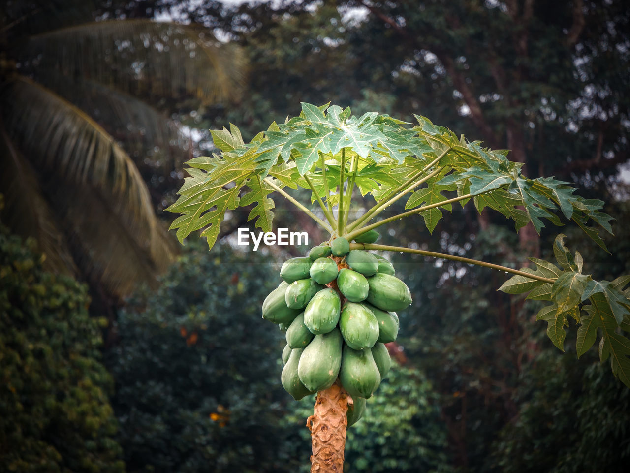 Close-up of papaya tree