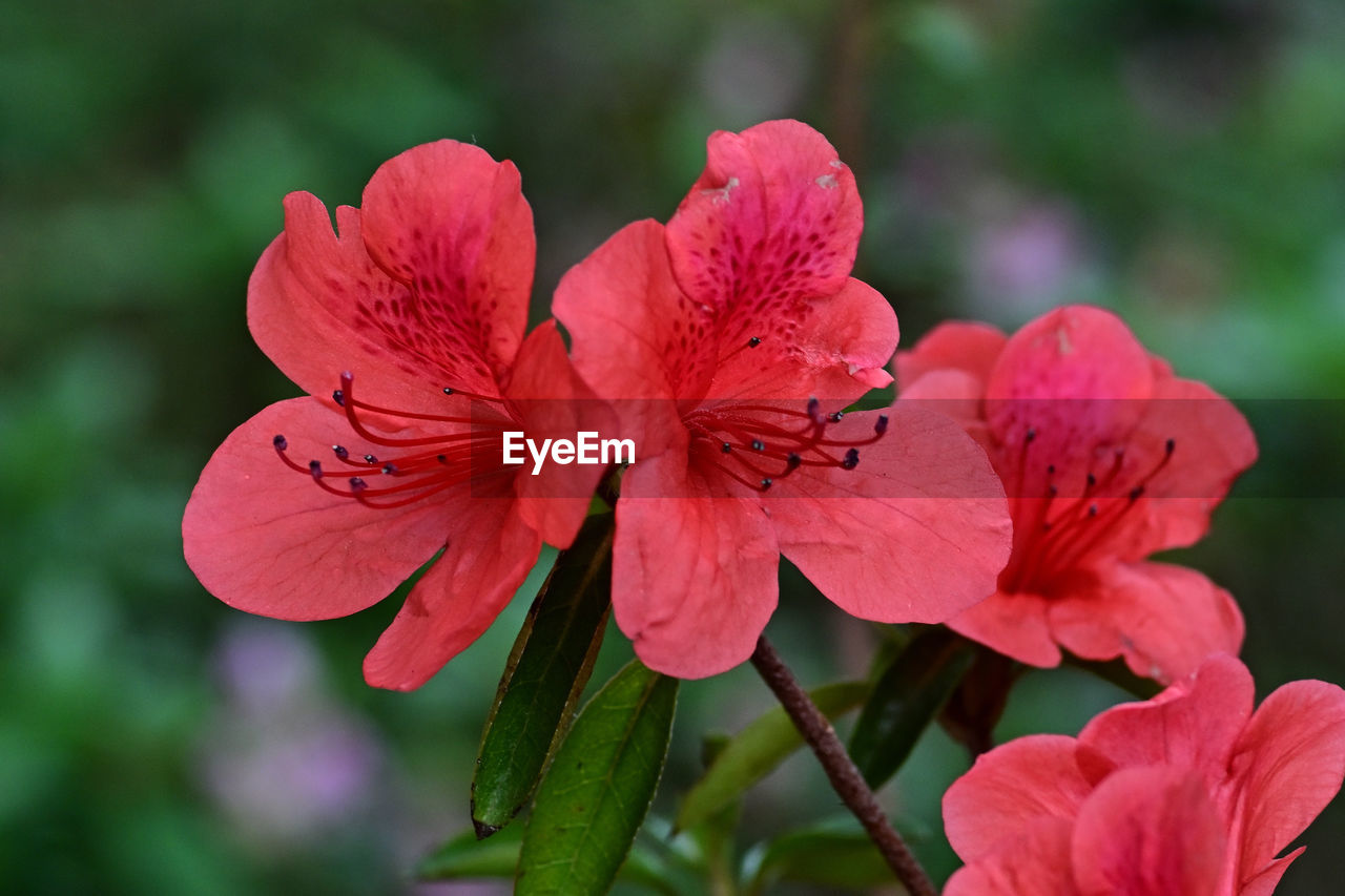 flower, flowering plant, plant, beauty in nature, freshness, petal, inflorescence, flower head, close-up, fragility, nature, blossom, pink, macro photography, growth, pollen, shrub, focus on foreground, no people, red, springtime, stamen, botany, outdoors, plant part, leaf