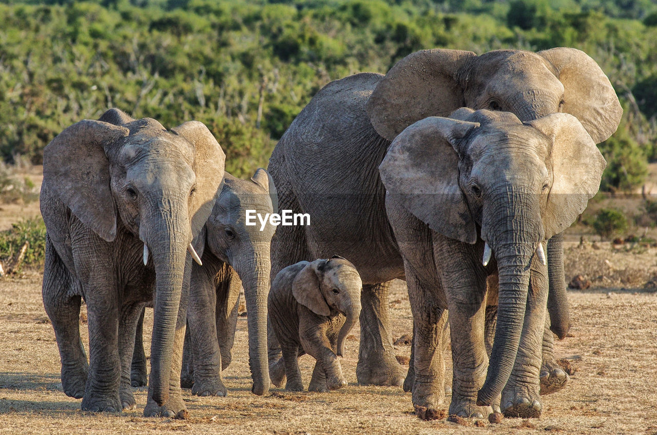 Elephants walking on field