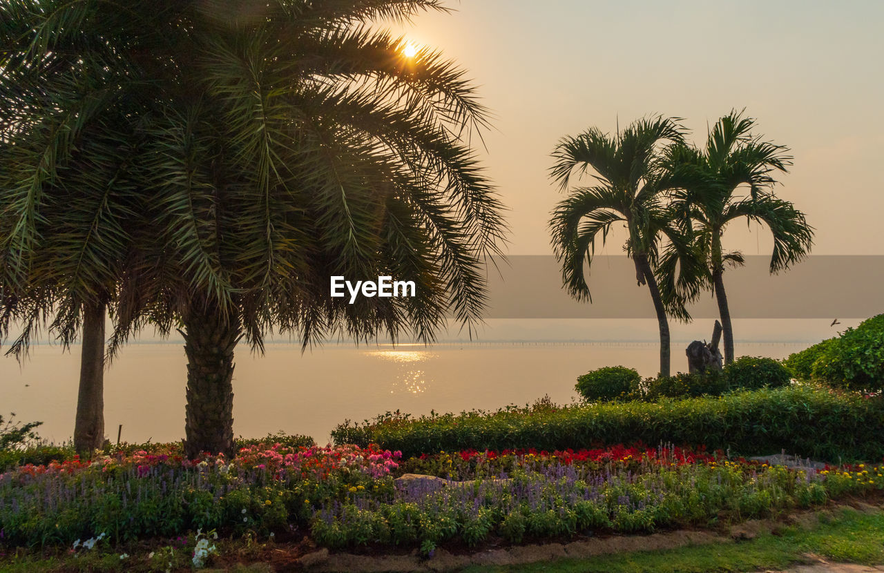 PALM TREES BY PLANTS AGAINST SKY AT SUNSET