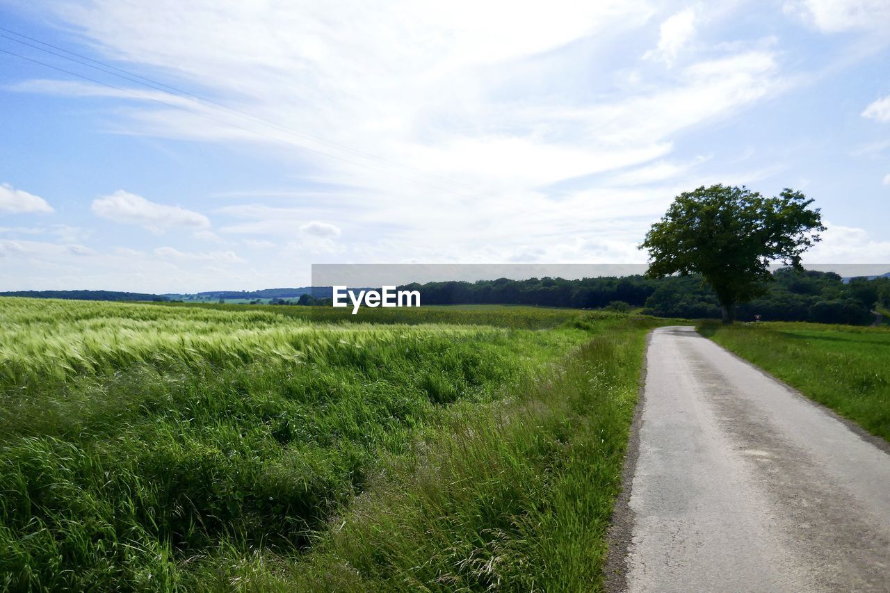 SCENIC VIEW OF ROAD AMIDST TREES AGAINST SKY