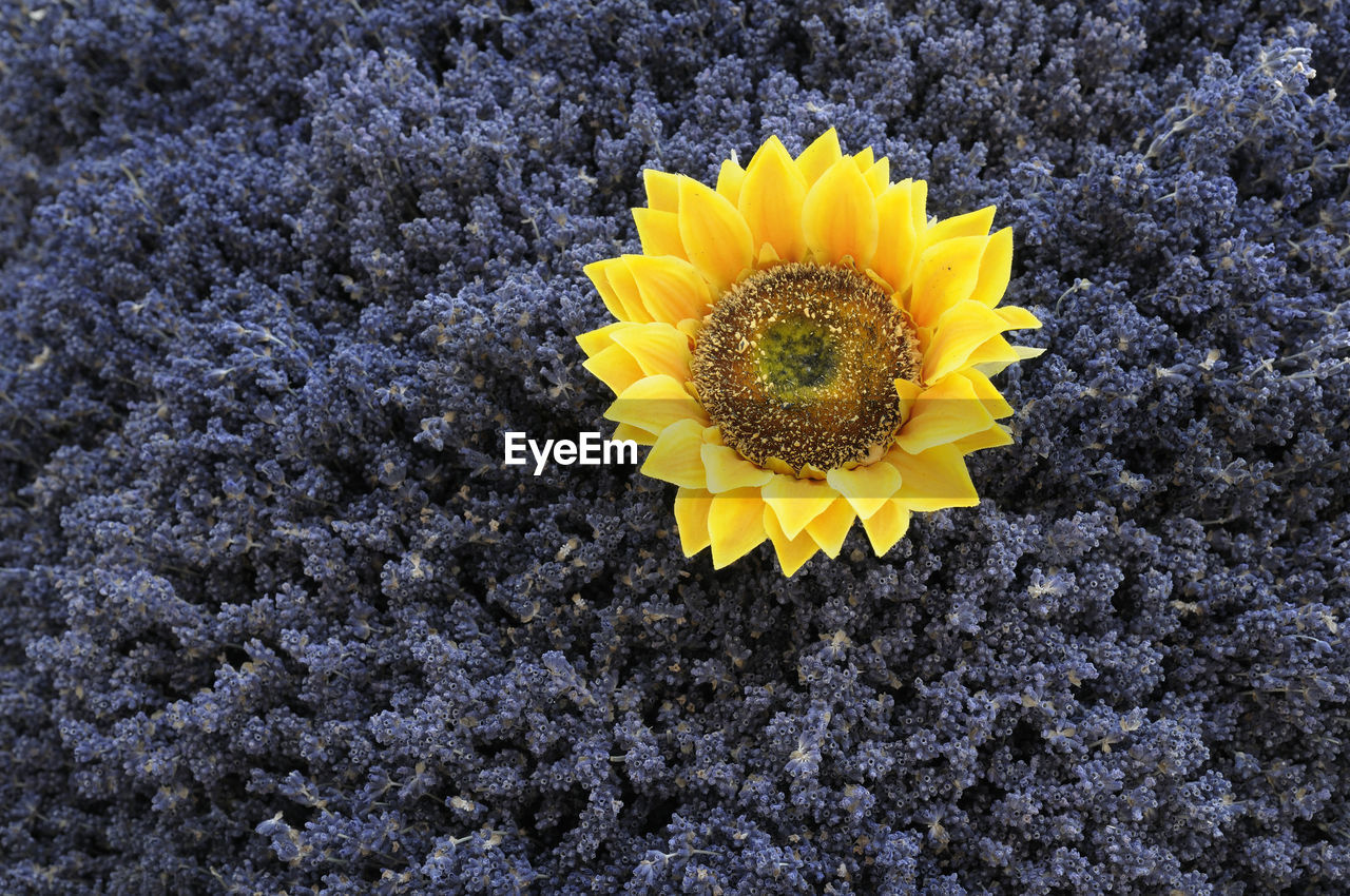 CLOSE-UP OF YELLOW SUNFLOWER IN BLOOM