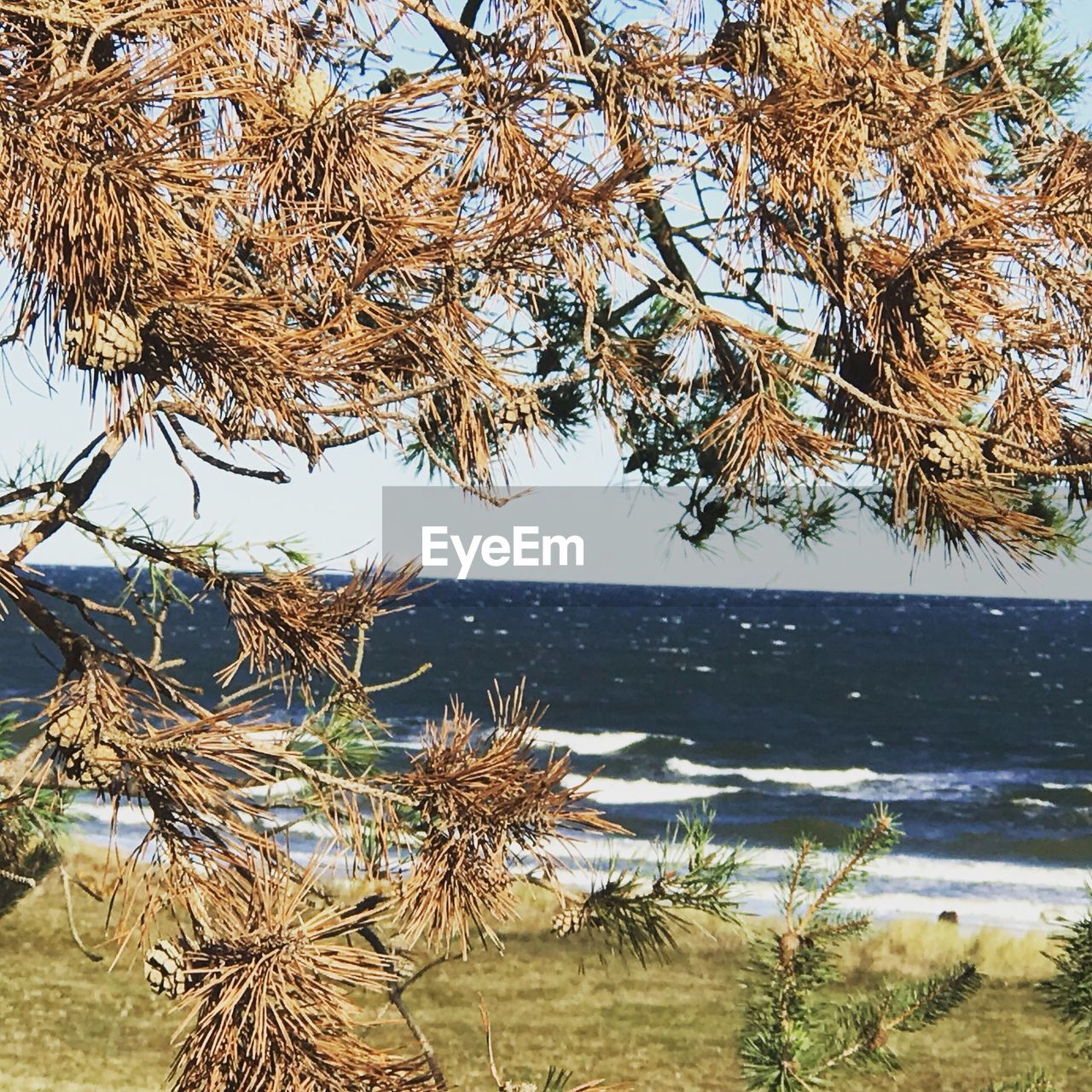 TREES BY LAKE