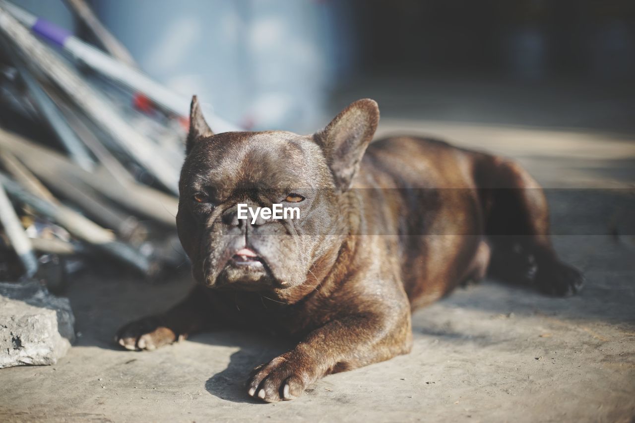 Portrait of a dog looking away