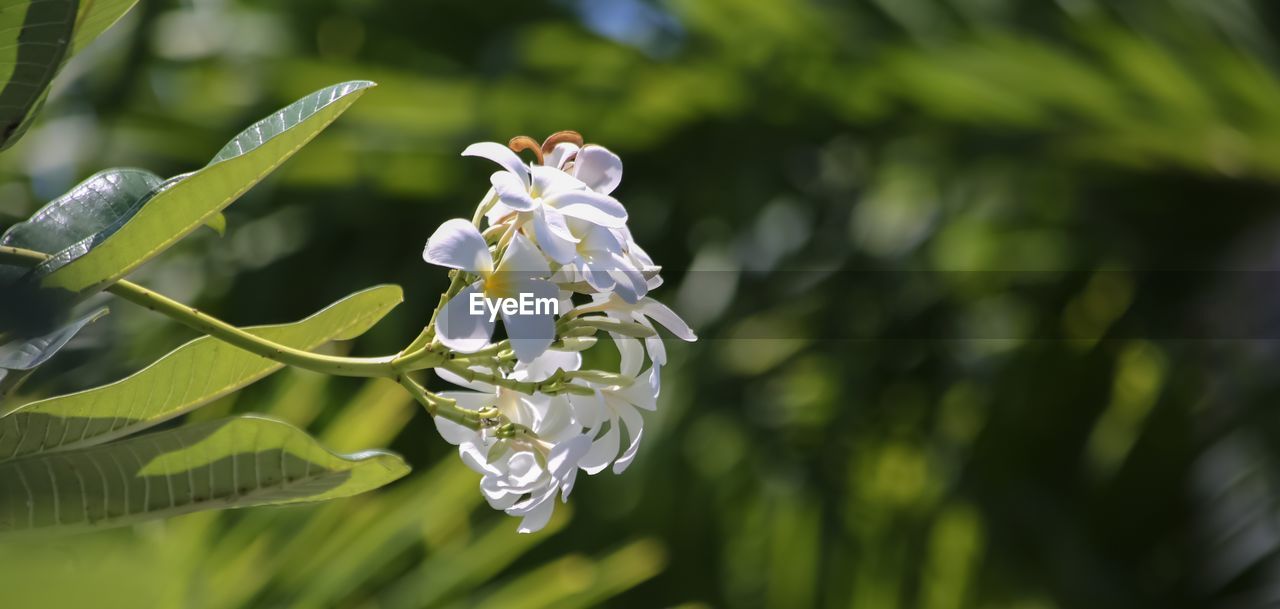 CLOSE-UP OF WHITE FLOWER ON BRANCH