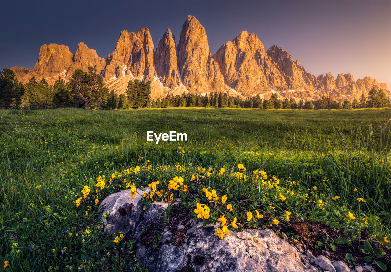 Scenic view of flowering plants on field against sky