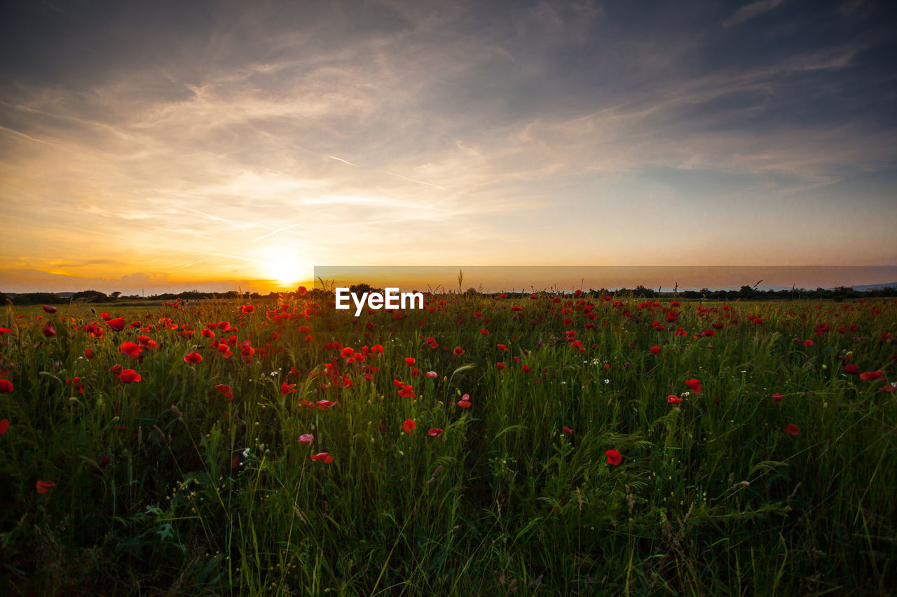 SCENIC VIEW OF POPPY FIELD AGAINST SKY
