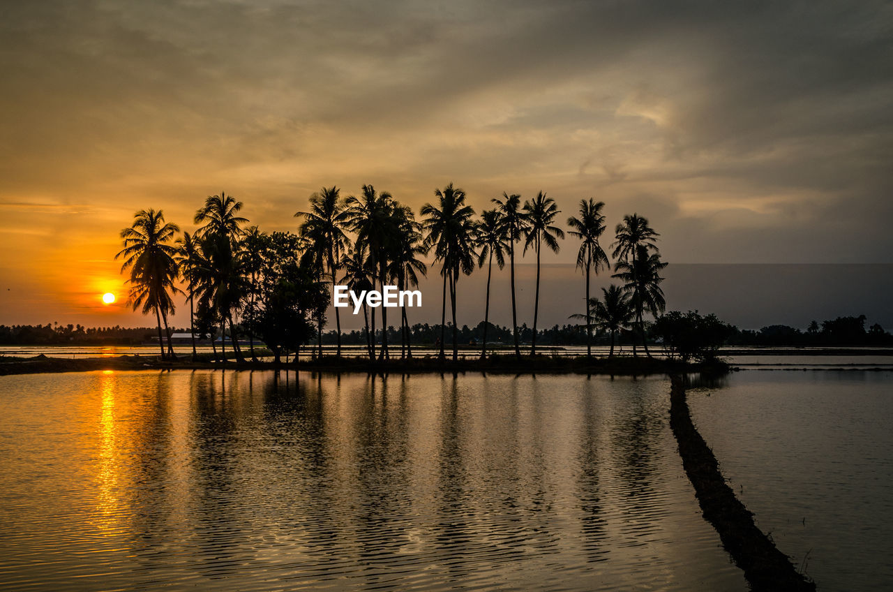 Silhouette palm trees on beach against sky during sunset