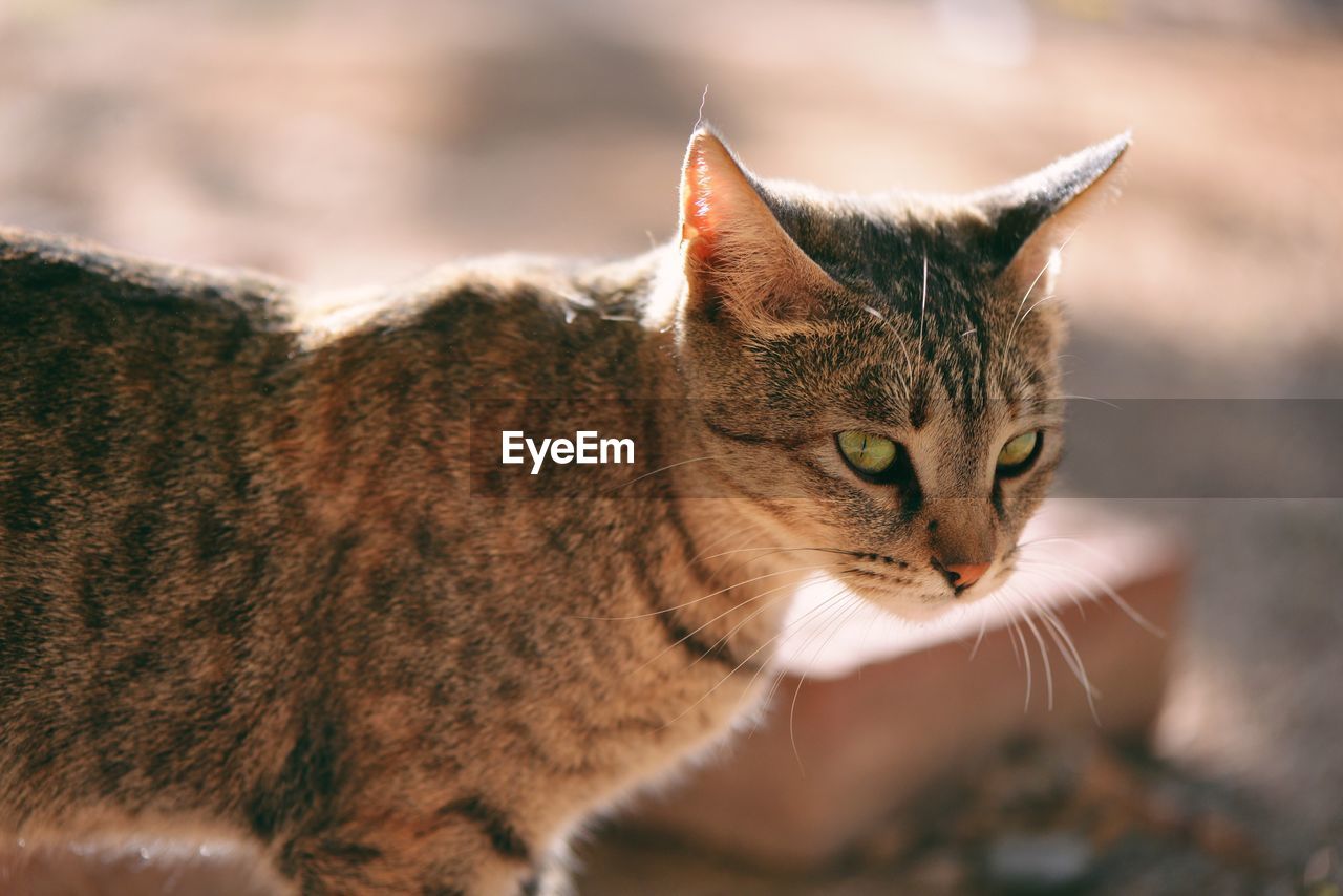 Close-up of portrait of cat 