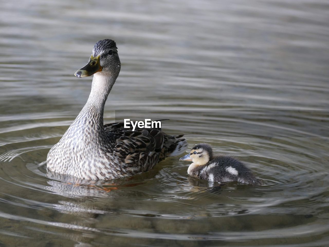 DUCKS IN LAKE