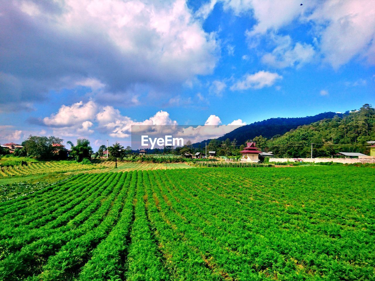 AGRICULTURAL FIELD AGAINST SKY