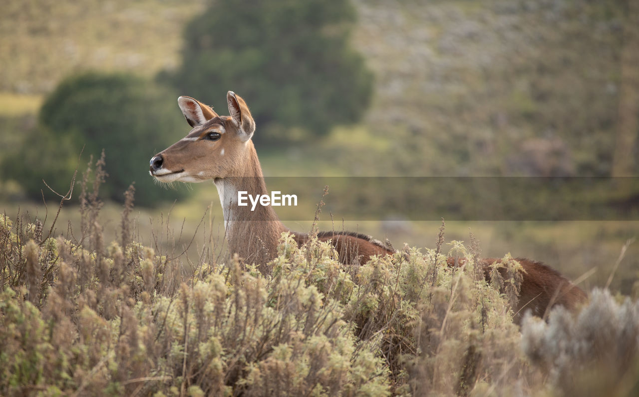 Female moutain nyala grazing in the gaysay grasslands in bale mountains national park