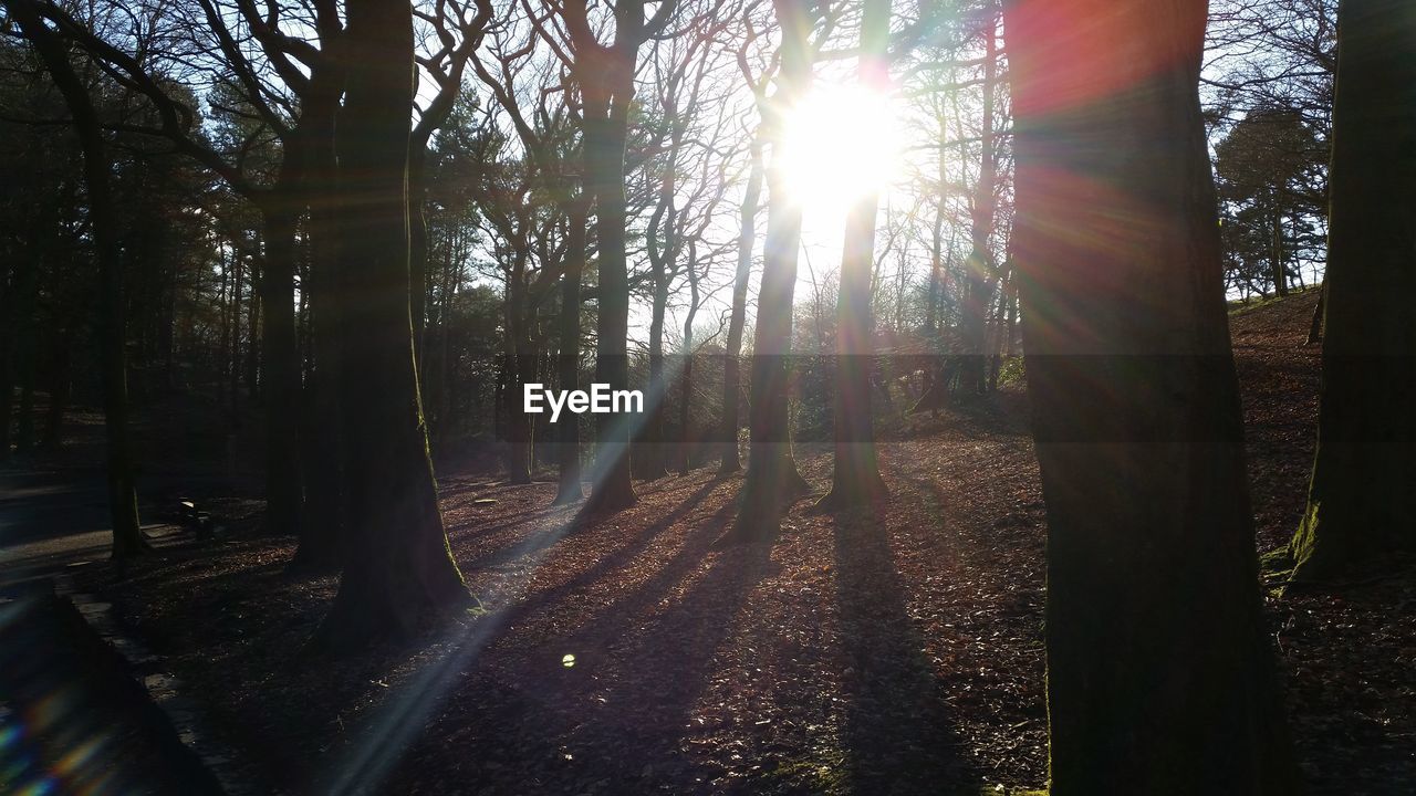 SUN SHINING THROUGH TREES