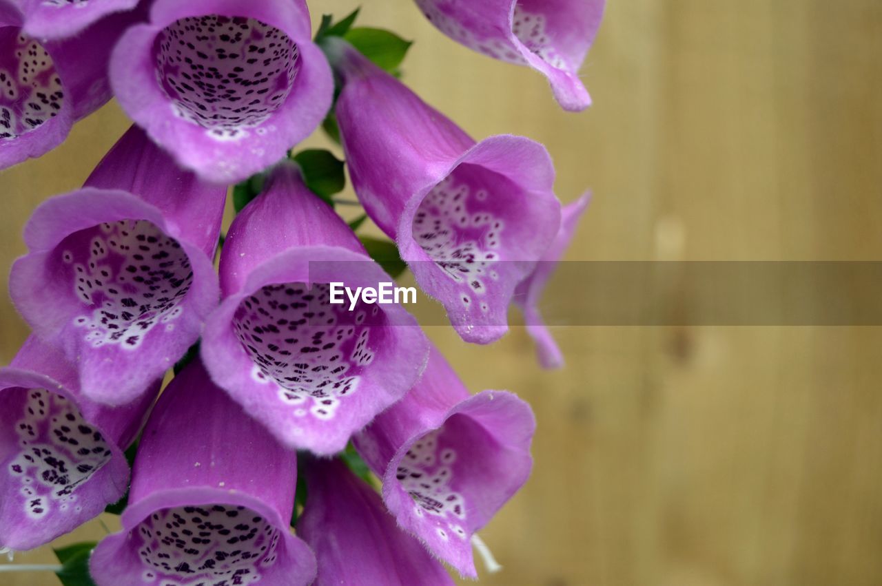 Close-up of pink flowers