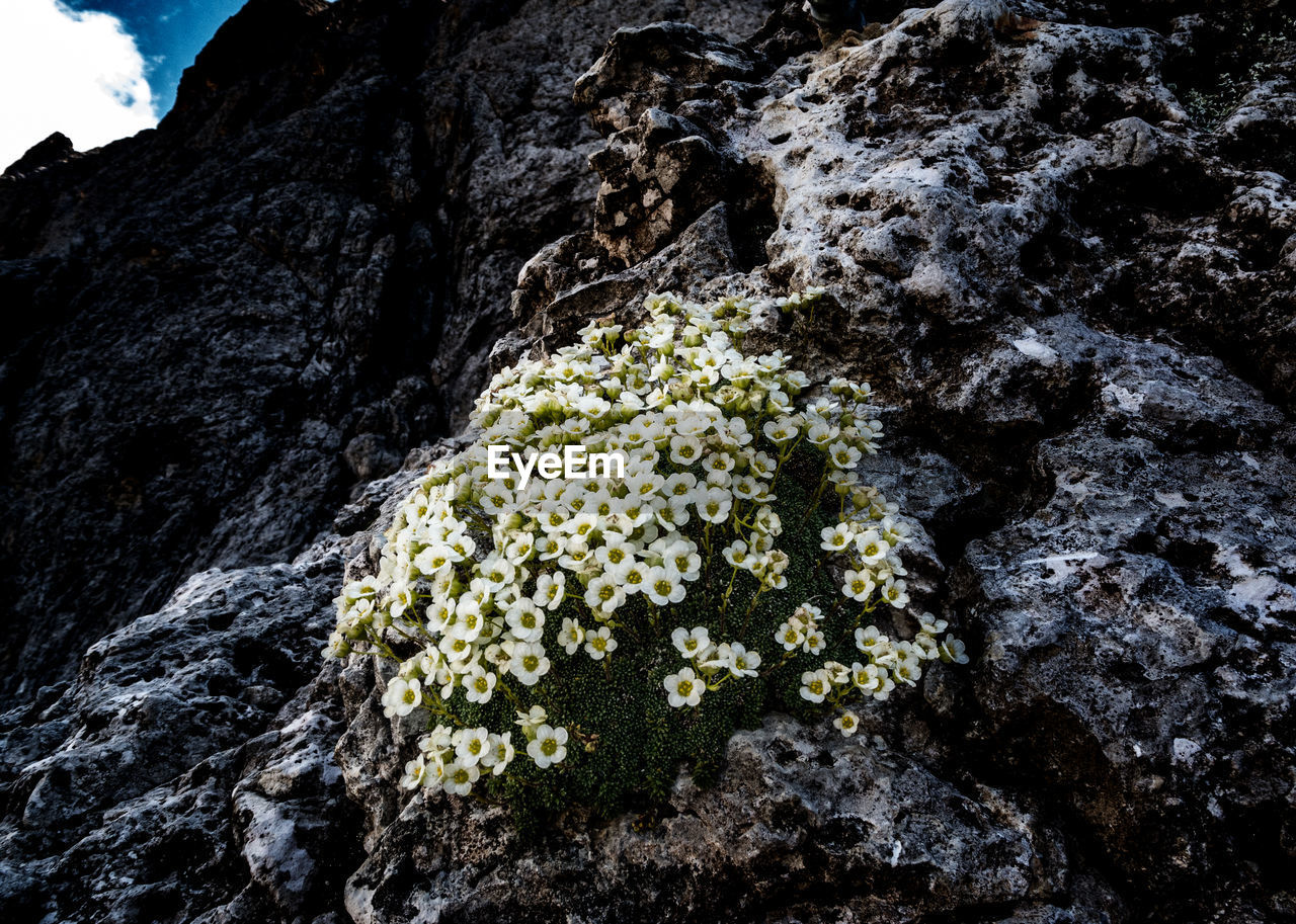 CLOSE-UP OF LICHEN ON TREE TRUNK AGAINST ROCK