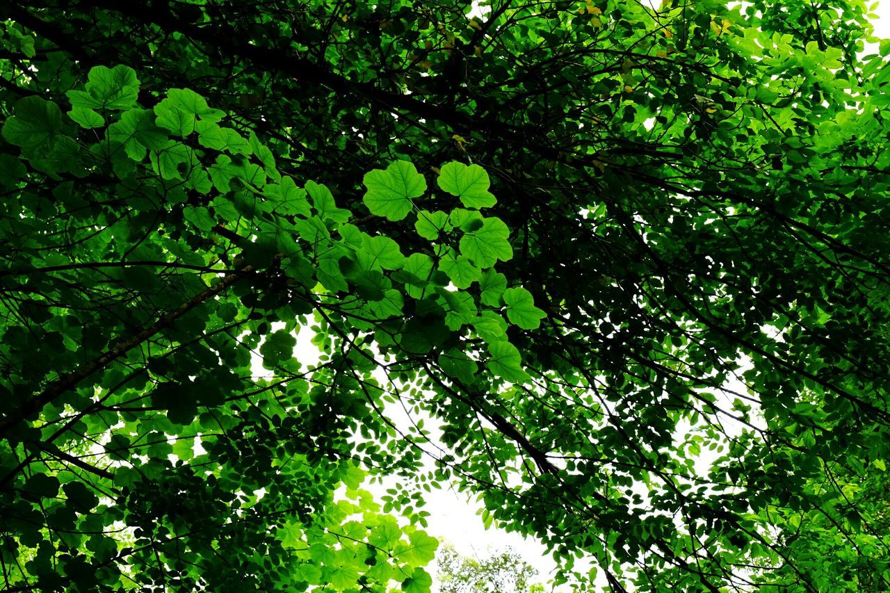 LOW ANGLE VIEW OF TREE IN GREEN SUNLIGHT