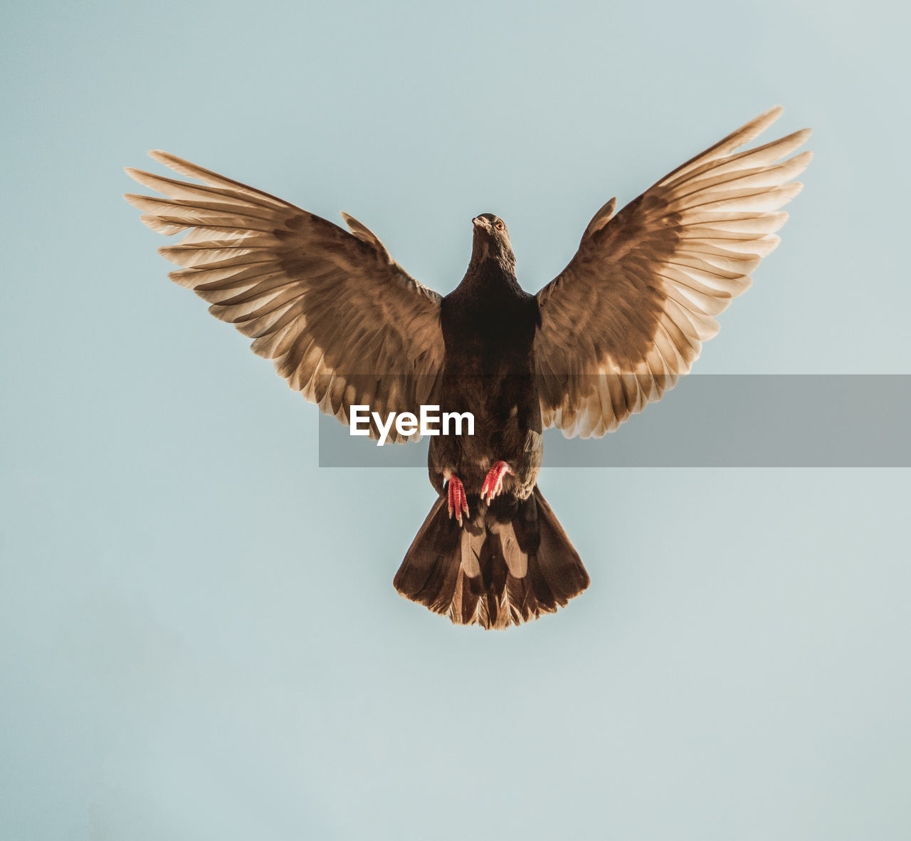 Low angle view of eagle flying