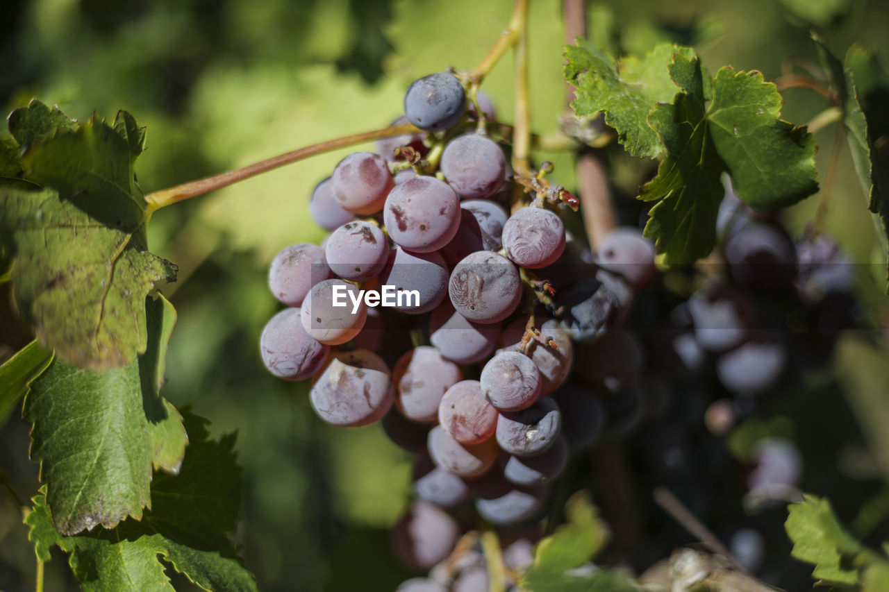 Wine grapes from mendoza, argentina