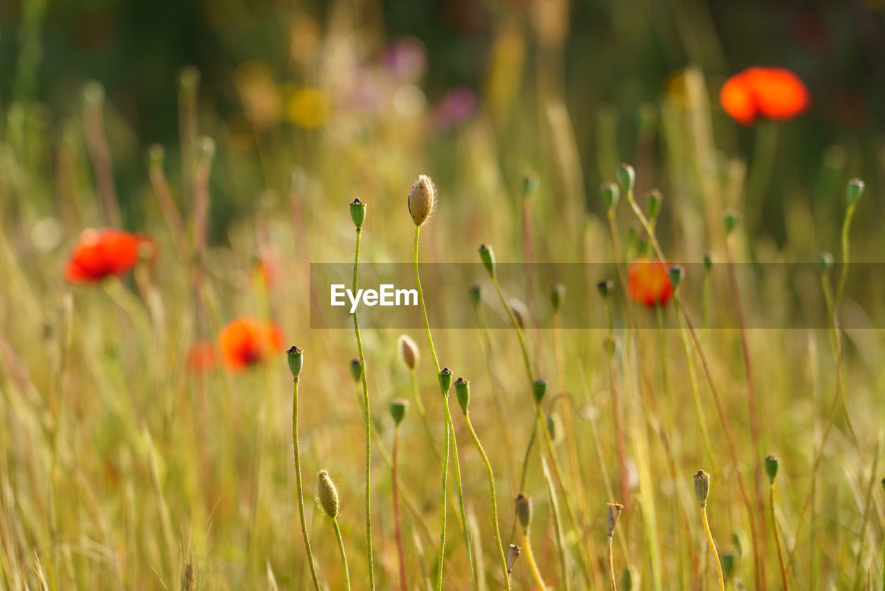 Close-up of poppy flowers on field