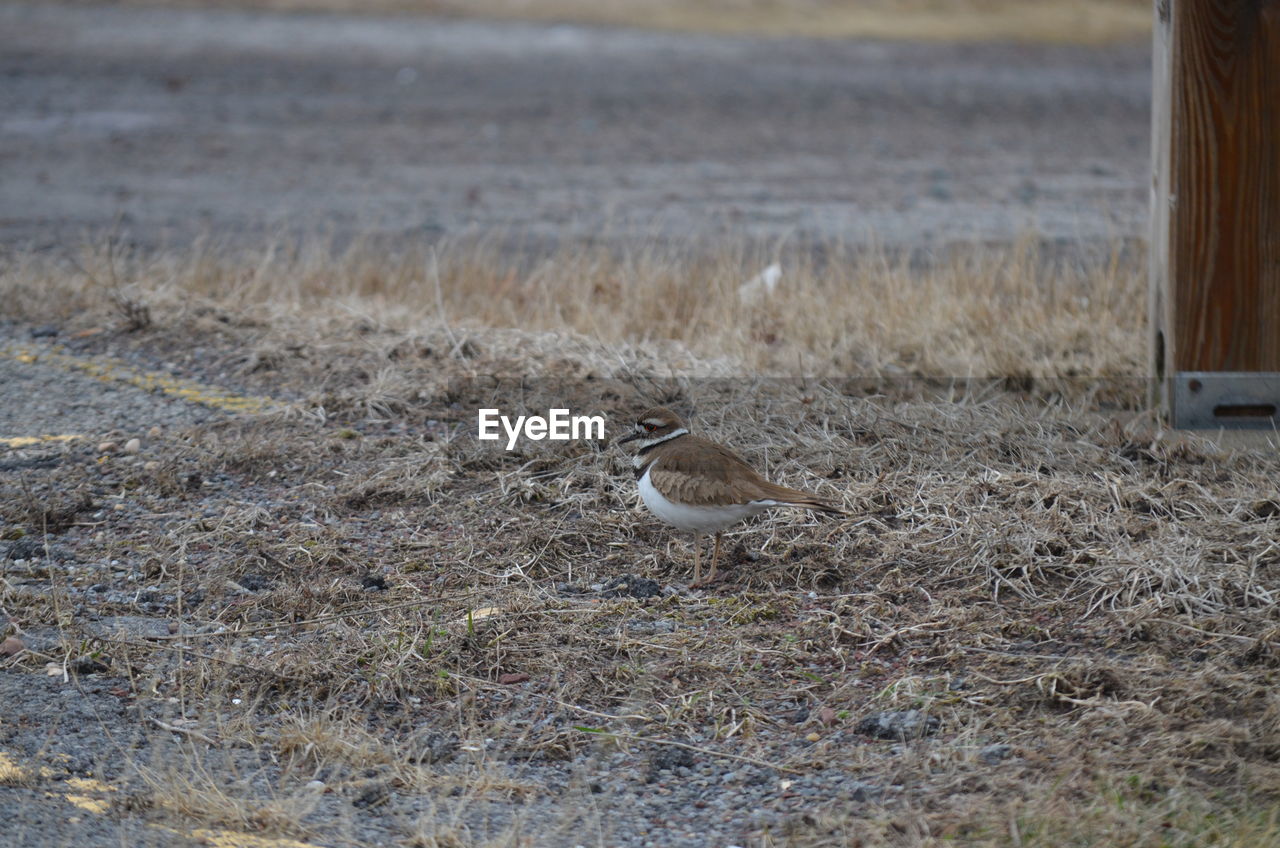 Upclose and personal with foraging killdeer 