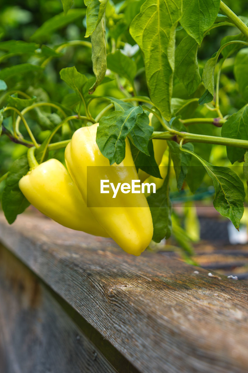 CLOSE-UP OF YELLOW BELL PEPPERS