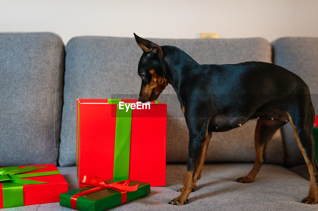 DOG SITTING ON CHAIR IN BOX