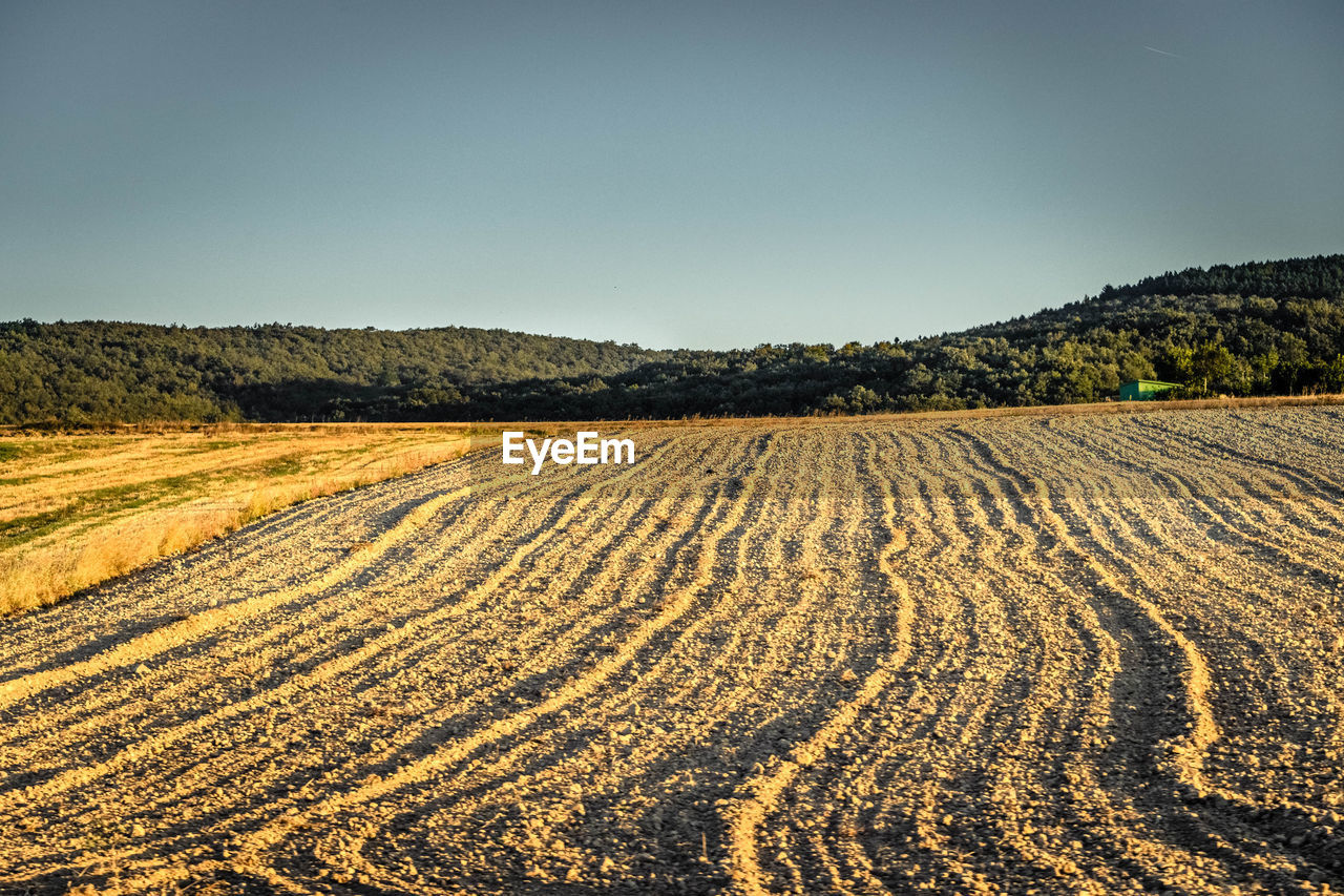 SCENIC VIEW OF AGRICULTURAL LANDSCAPE AGAINST CLEAR SKY