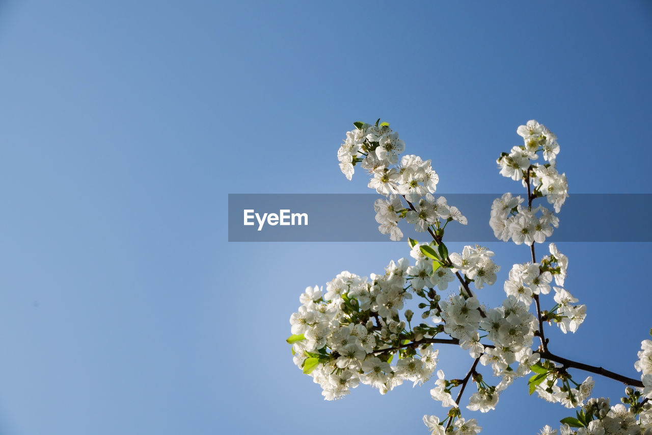 LOW ANGLE VIEW OF CHERRY BLOSSOMS AGAINST CLEAR SKY