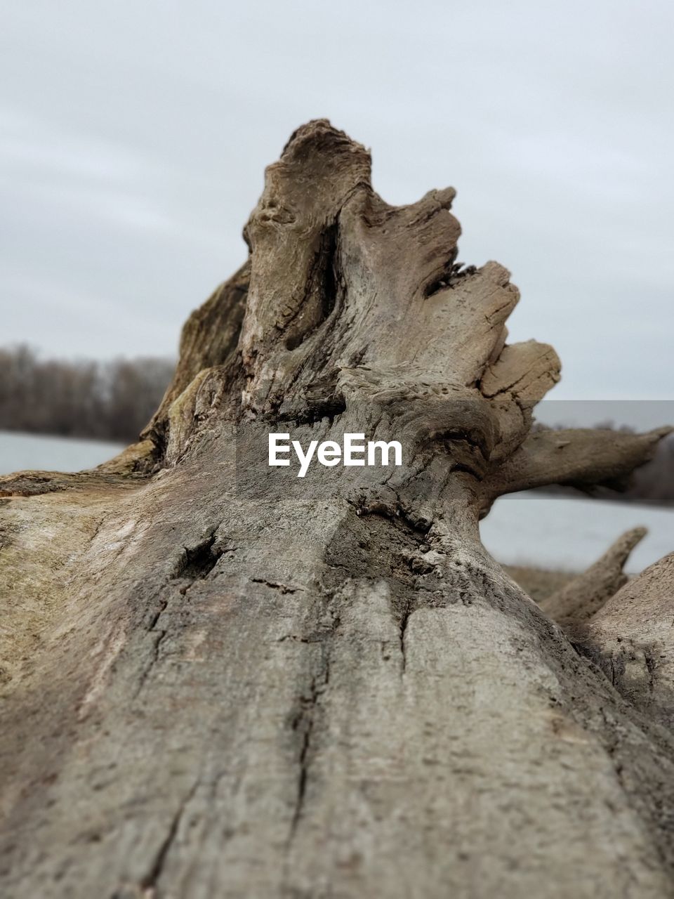 CLOSE-UP OF DRIFTWOOD ON TREE AGAINST SKY