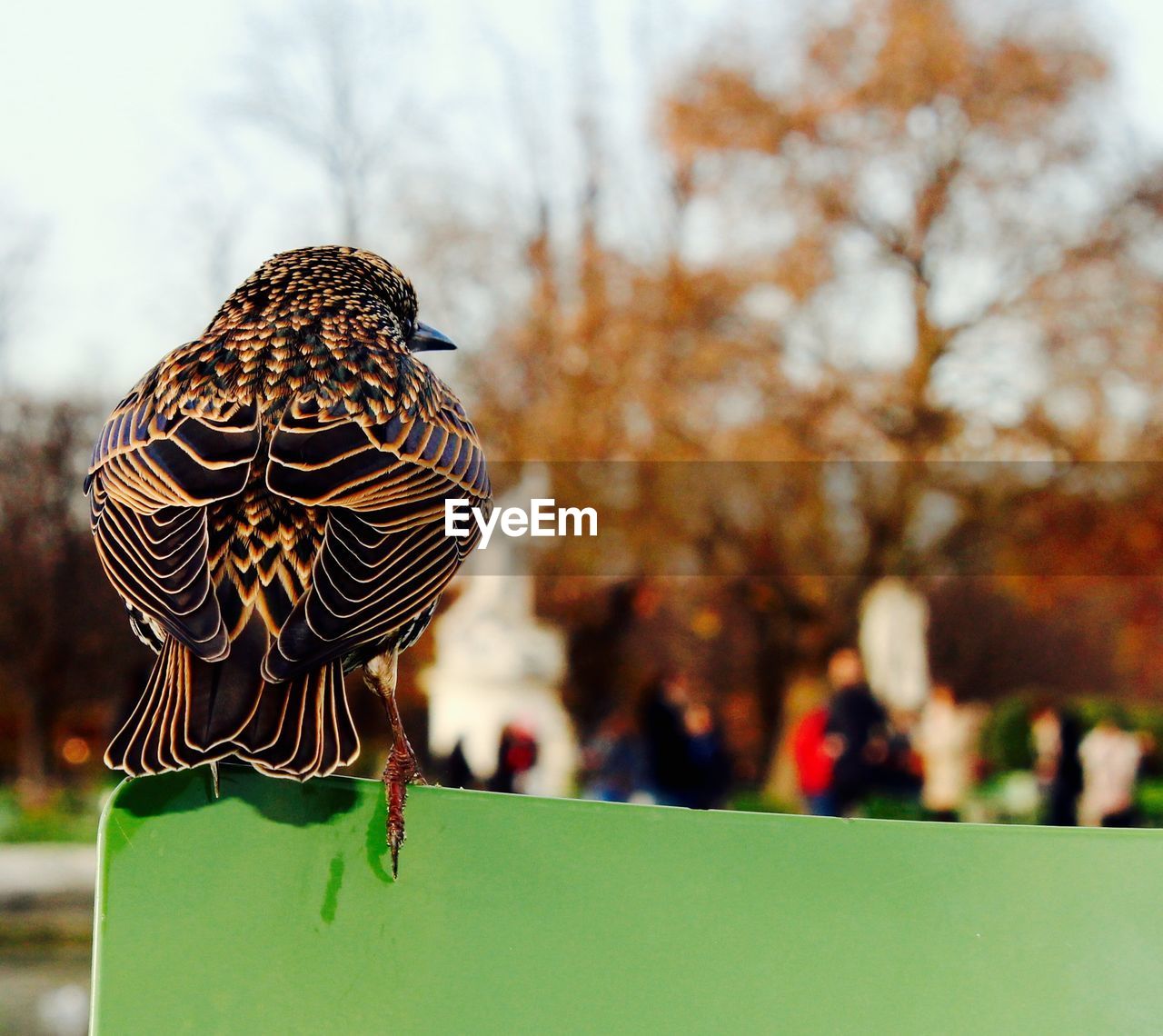 Rear view of bird perched on bench