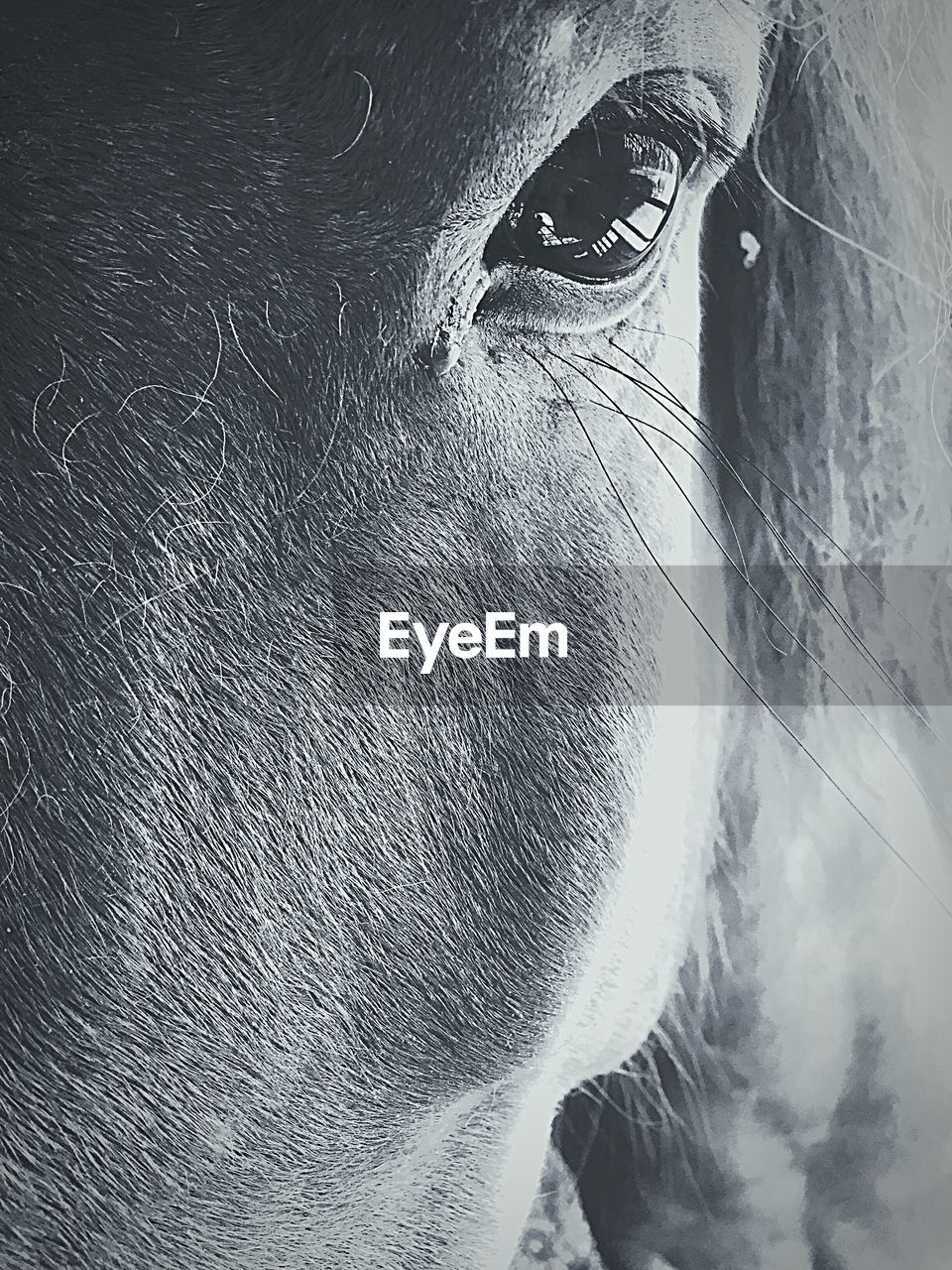 CLOSE-UP PORTRAIT OF HORSE IN STABLE