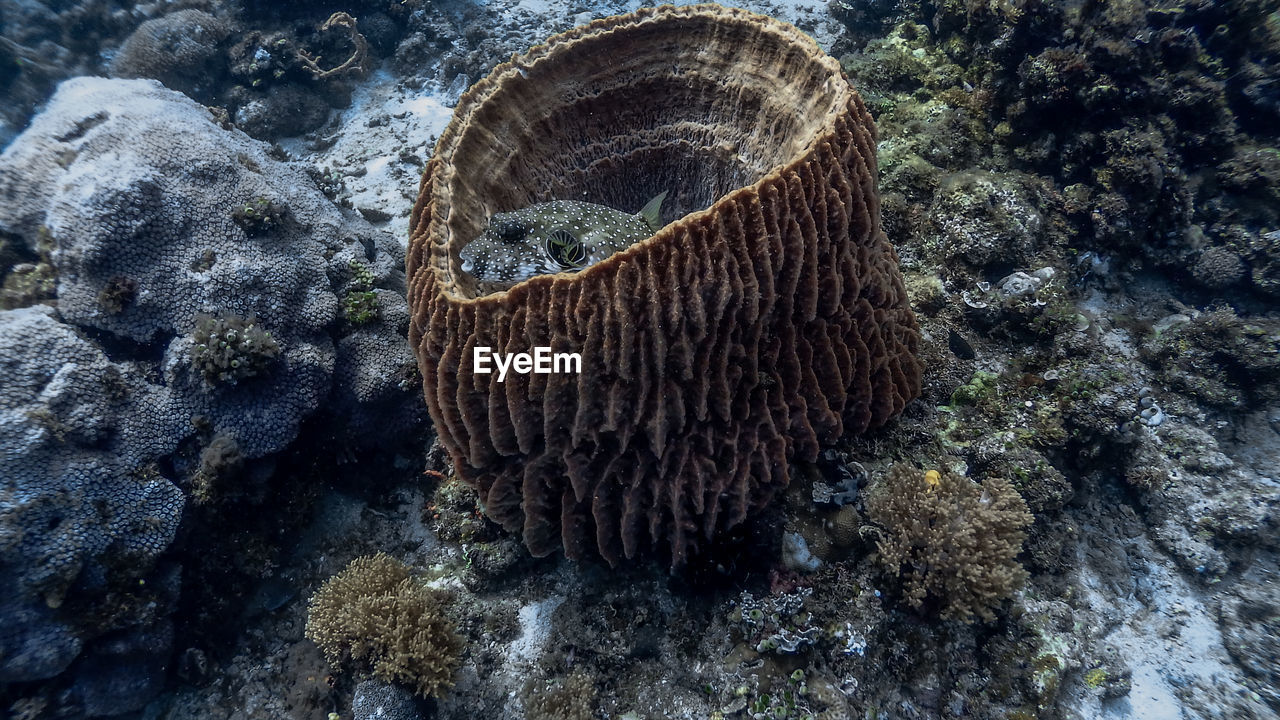 HIGH ANGLE VIEW OF CORAL ON SEA