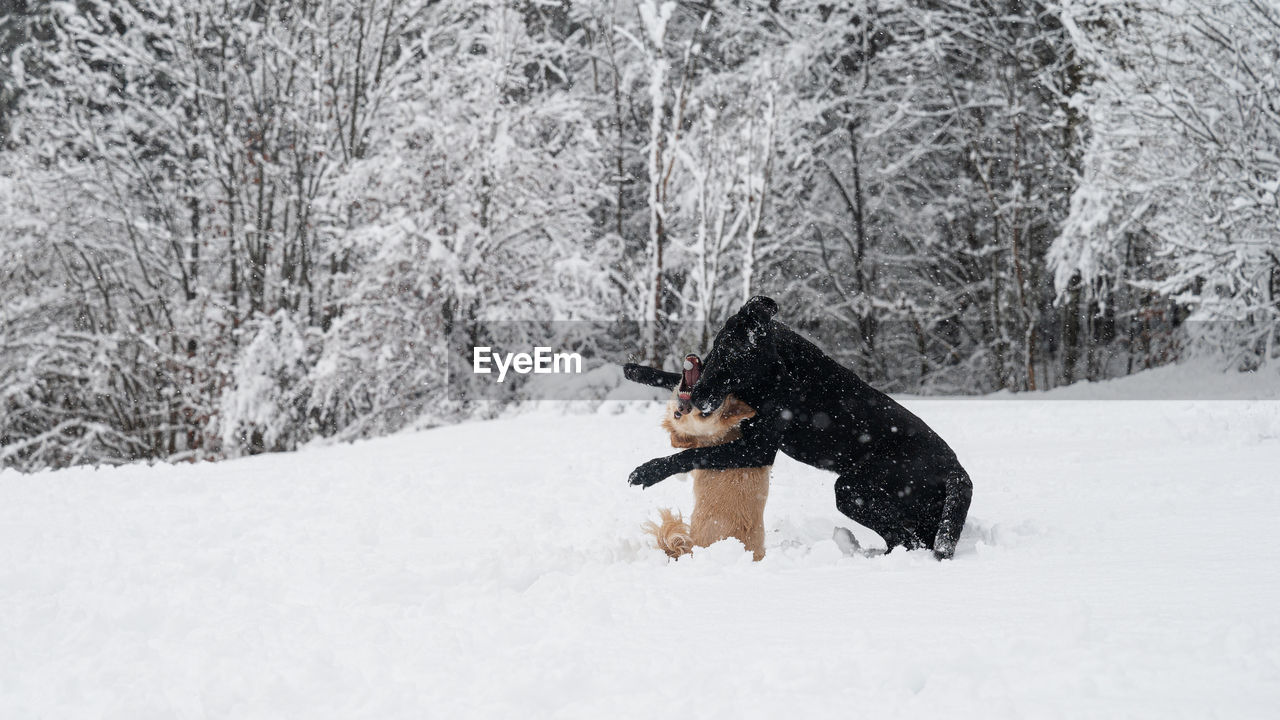 DOG ON SNOW COVERED LANDSCAPE