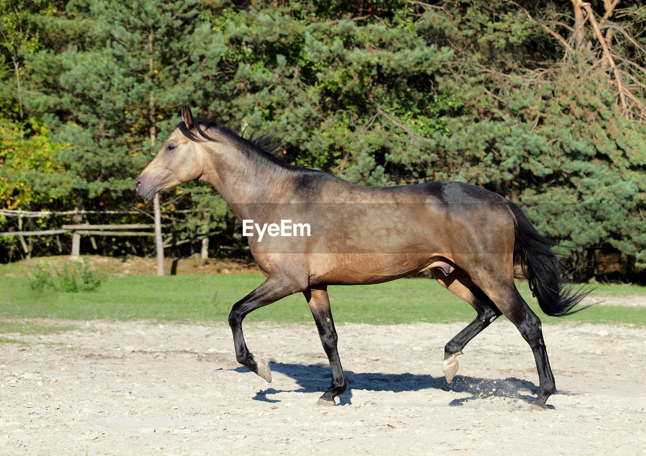 SIDE VIEW OF HORSE STANDING ON STREET