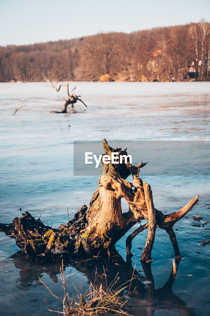 DRIFTWOOD ON BEACH BY TREE