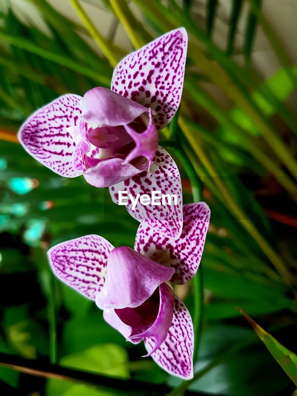 Close-up of flowers