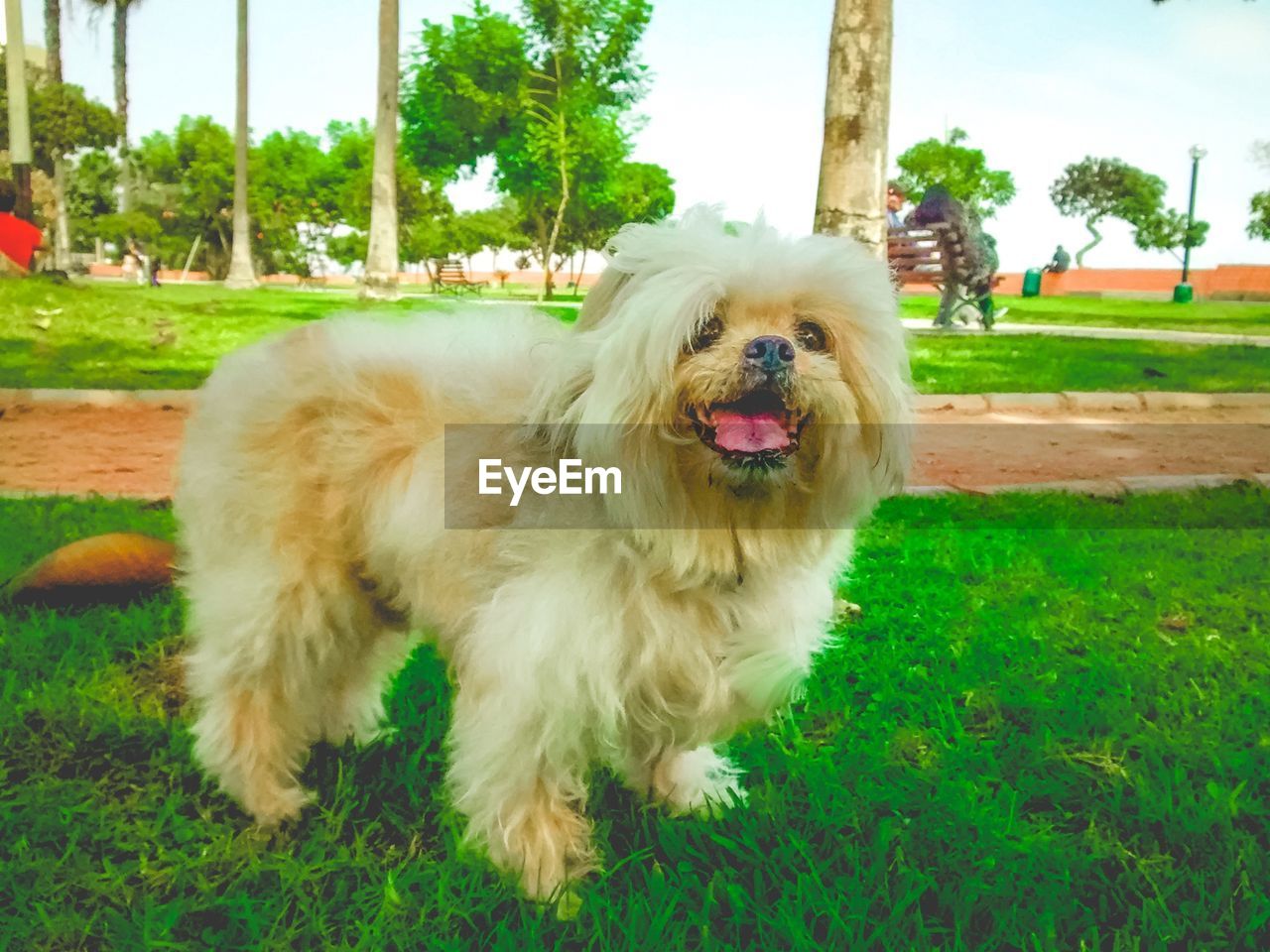 DOG STICKING OUT TONGUE AGAINST SKY