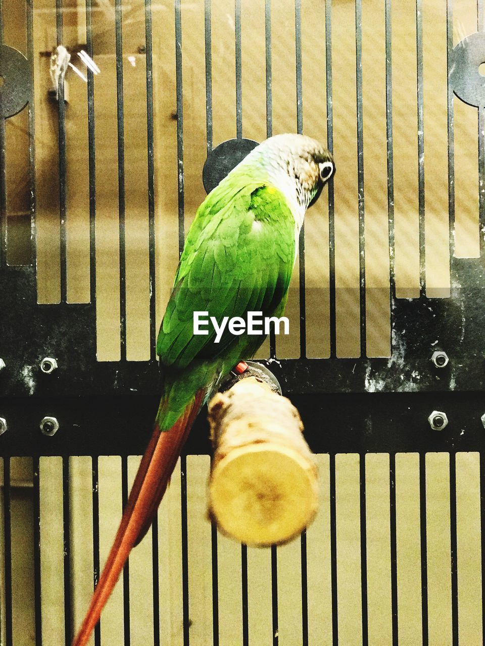 CLOSE-UP OF BIRD PERCHING ON WOODEN CAGE