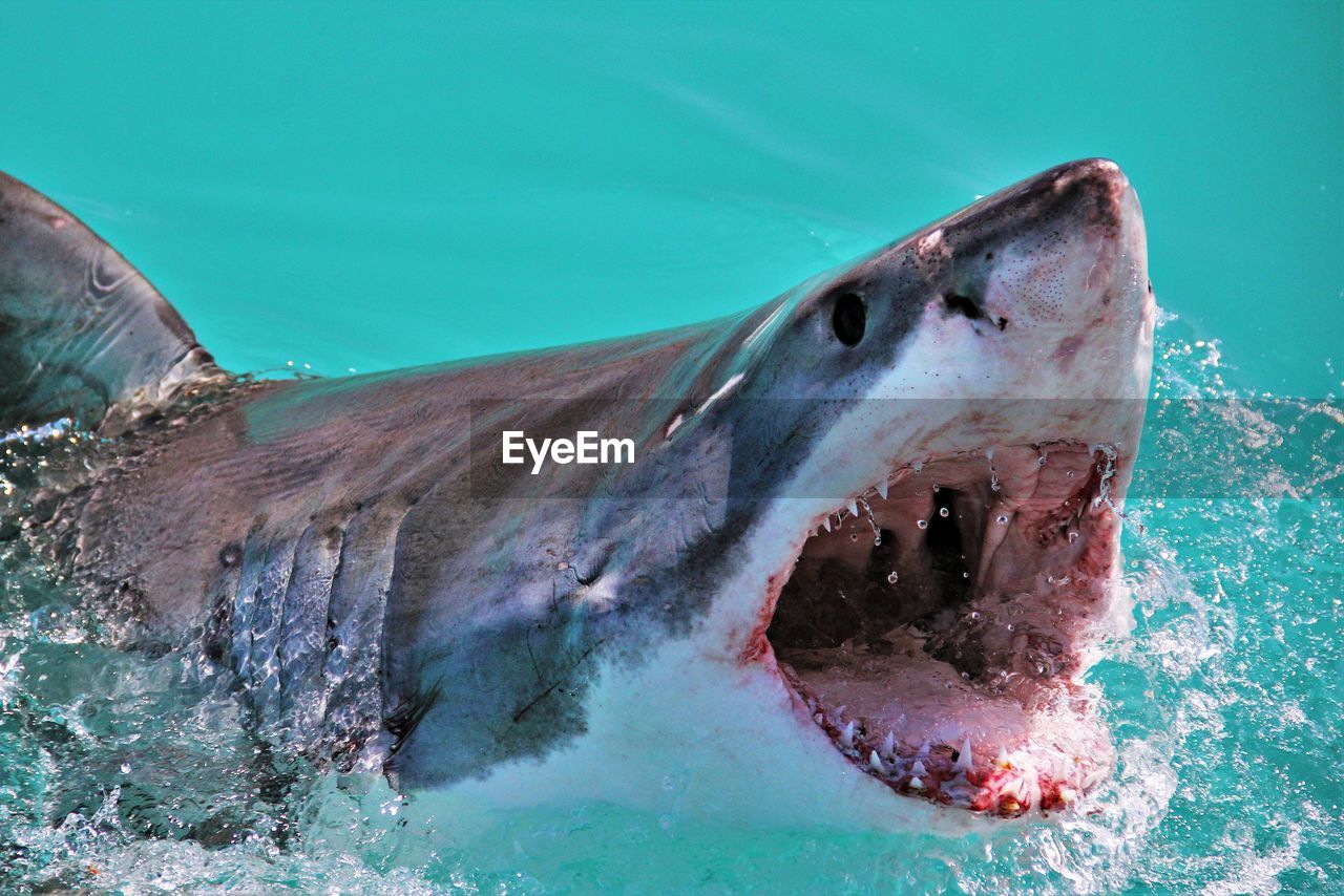 Close-up of shark swimming in water