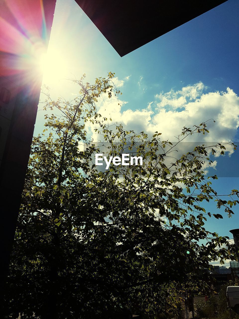 CLOSE-UP OF FLOWER TREE AGAINST SKY