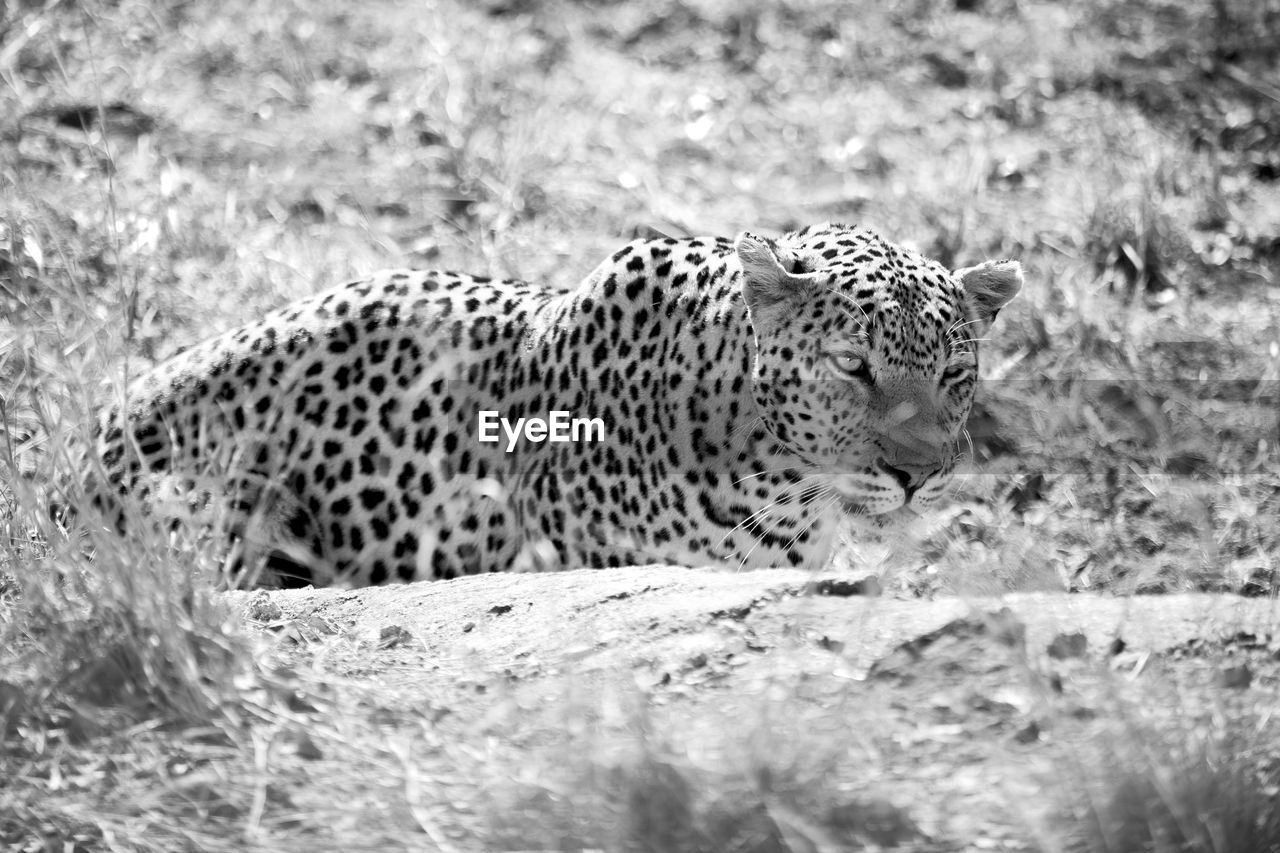 VIEW OF A CAT ON LAND