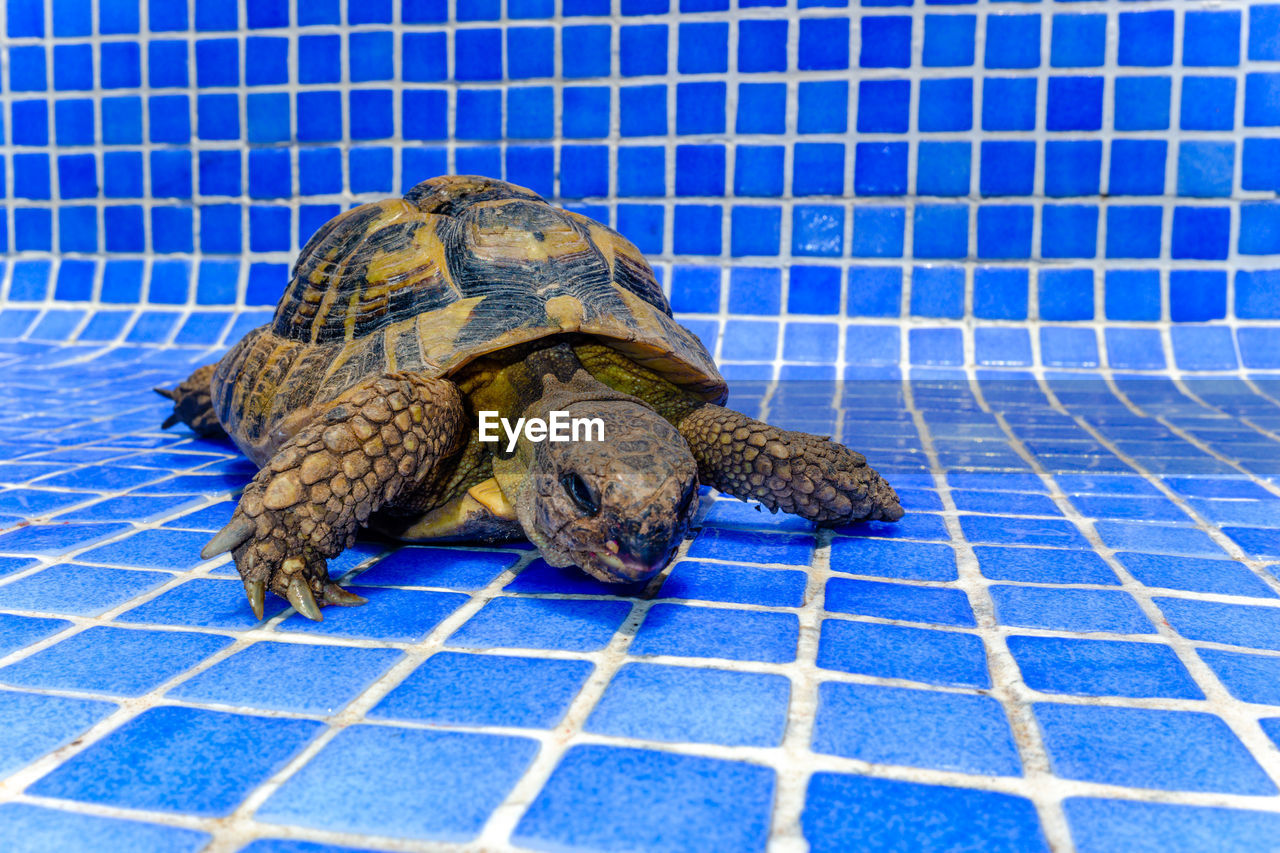 CLOSE-UP OF A TURTLE